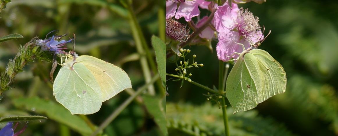 Las Gonepteryx se renuevan