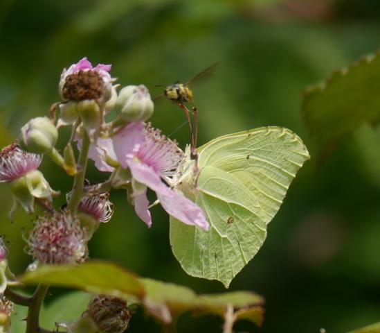 Las Gonepteryx se renuevan