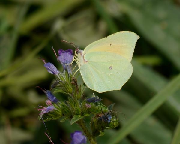Las Gonepteryx se renuevan