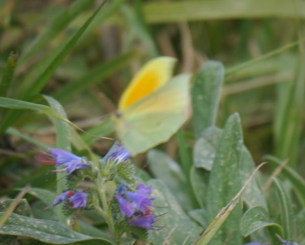 Las Gonepteryx se renuevan