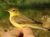 humilde visitante temporal: zarcero común