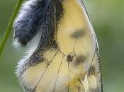 Parnassius mnemosyne (Linnaeus, 1758)