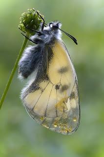Para ampliar Parnassius mnemosyne (Linnaeus, 1758) hacer clic
