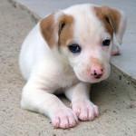 La Leptospirosis canina