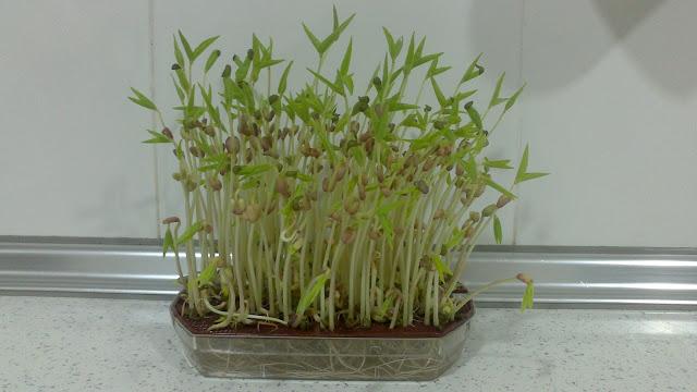 IDEAS PARA DISFRUTAR EN FAMILIA: UN HUERTO EN CASA