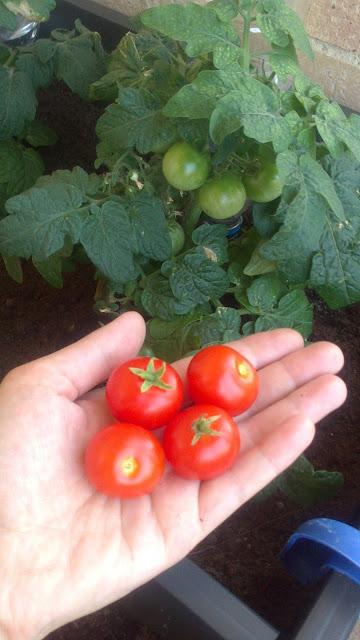 IDEAS PARA DISFRUTAR EN FAMILIA: UN HUERTO EN CASA