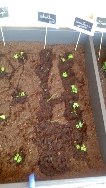 IDEAS PARA DISFRUTAR EN FAMILIA: UN HUERTO EN CASA