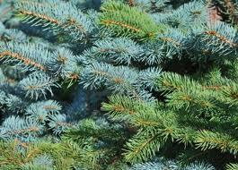 Bosque boreal Bosque boreal