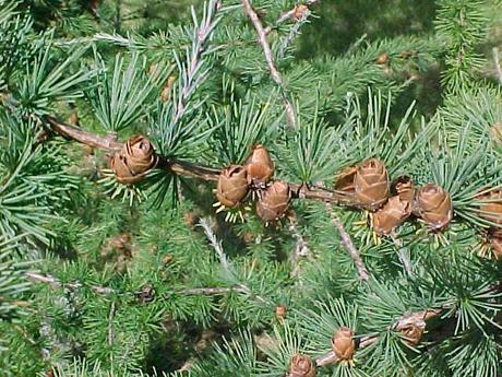 Bosque boreal Bosque boreal