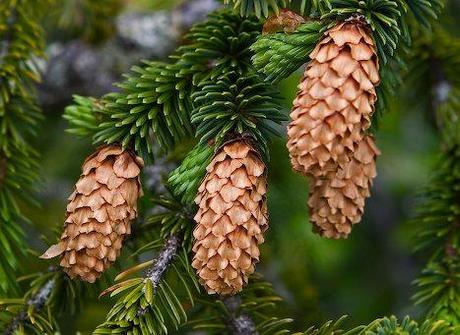 Bosque boreal Bosque boreal