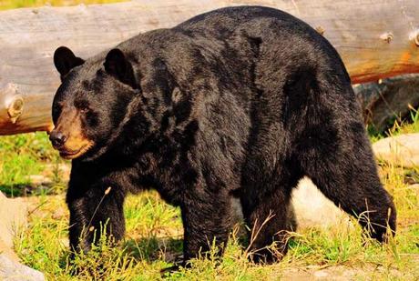 Bosque boreal Bosque boreal