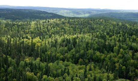 Bosque boreal