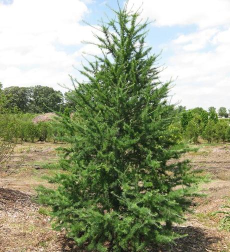 Bosque boreal Bosque boreal