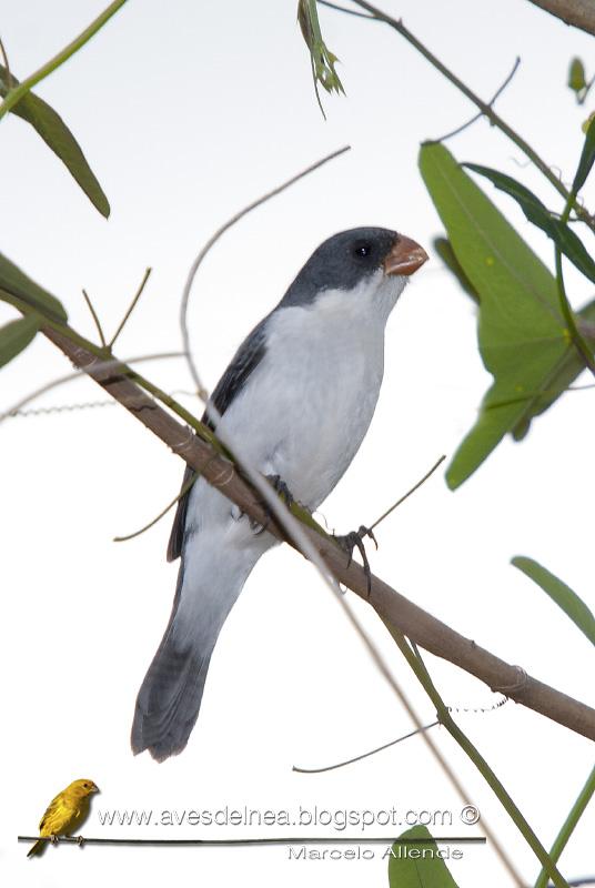 Corbatita blanco (White-bellied seedeater) Sporophila leucoptera