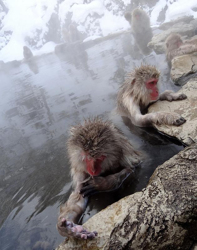 Los monos de Nagano