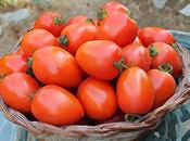 Tomates secados