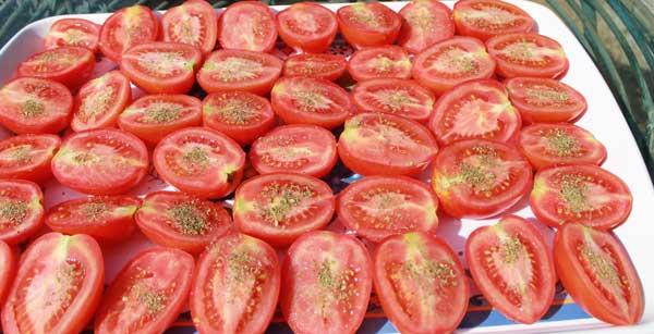 secar-tomates-al-sol-2