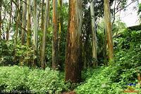 Parque Municipal Ambiental Río Loro -Ochomogo, Cartago-