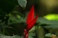 Parque Municipal Ambiental Río Loro -Ochomogo, Cartago-