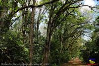 Parque Municipal Ambiental Río Loro -Ochomogo, Cartago-