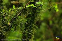 Parque Municipal Ambiental Río Loro -Ochomogo, Cartago-