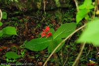 Parque Municipal Ambiental Río Loro -Ochomogo, Cartago-