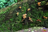 Parque Municipal Ambiental Río Loro -Ochomogo, Cartago-