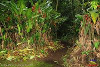 Parque Municipal Ambiental Río Loro -Ochomogo, Cartago-