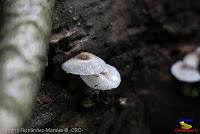 Parque Municipal Ambiental Río Loro -Ochomogo, Cartago-