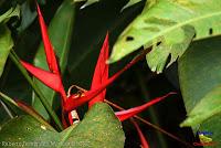 Parque Municipal Ambiental Río Loro -Ochomogo, Cartago-