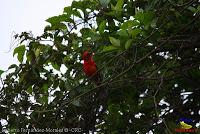 Parque Municipal Ambiental Río Loro -Ochomogo, Cartago-