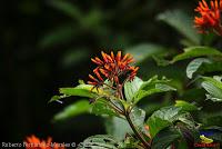 Parque Municipal Ambiental Río Loro -Ochomogo, Cartago-