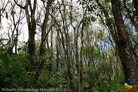 Parque Municipal Ambiental Río Loro -Ochomogo, Cartago-