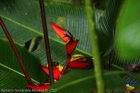 Parque Municipal Ambiental Río Loro -Ochomogo, Cartago-