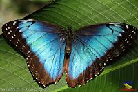 Morfo azul, Blue Morpho, Morpho peleides