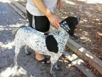 POINTER, DIRECTO A LA PERRERA.