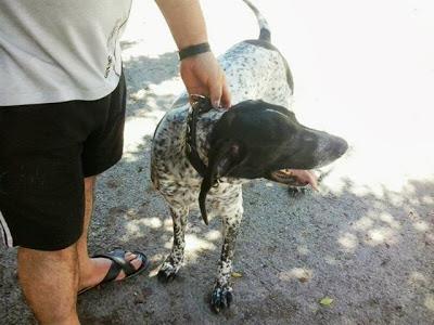 POINTER, DIRECTO A LA PERRERA.