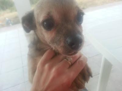 Cuando ya no da más de sí, es ABANDONADA.