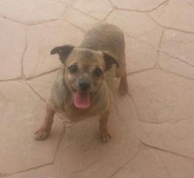 Cuando ya no da más de sí, es ABANDONADA.