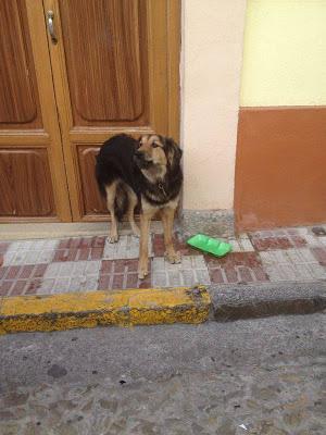 ABANDONADA EN LA PUERTA DE SU CASA. (JAÉN)