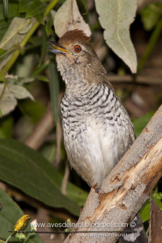 Choca corona rojiza (Rufous-capped antshrike) Thamnophilus ruficapillus