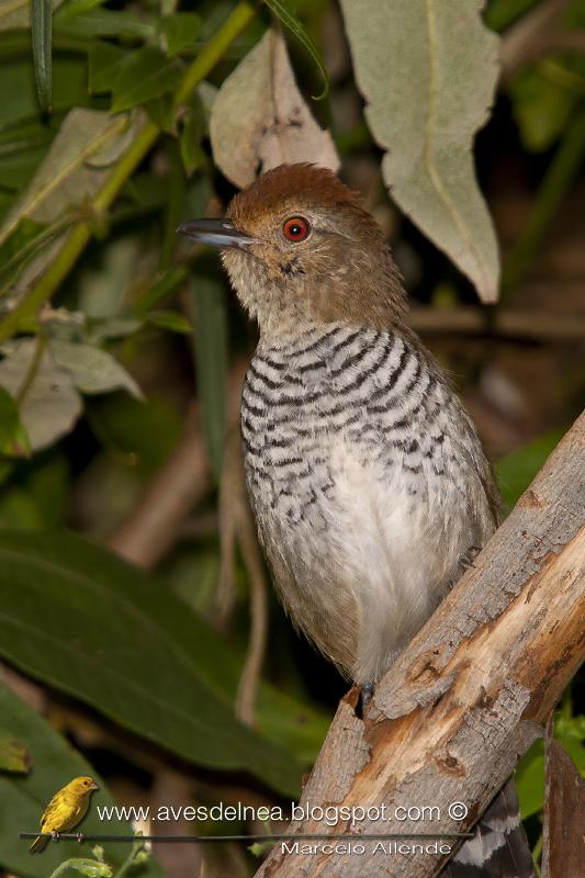 Choca corona rojiza (Rufous-capped antshrike) Thamnophilus ruficapillus