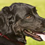 golpe de calor y deshidratación en los perros