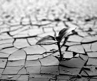 Plantando una flor en el desierto