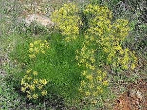 Cuidando nuestra salud de una manera natural con ABOCA
