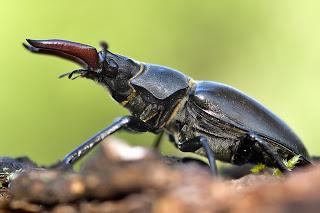 Lucanus cervus (Linnaeus, 1758) Ciervo volante