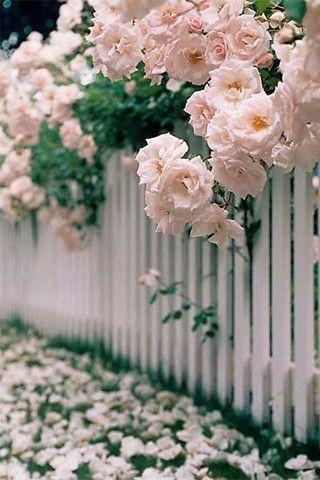 Jardines en Flor. Jardines Ingleses.