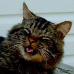 por qué los gatos estornudan