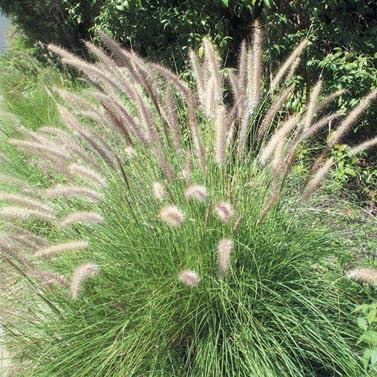 Fountain Grass