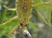 Filmado gigante insecto acuático comiendo peces